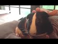 Guinea pig pillow topper