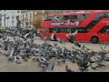 A kind man was feeding the pigeons in Mornington Crescent.