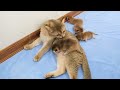 Mom cat carries kittens to another place but dropped them