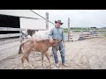 Halter Breaking A Foal. Baby Horse First Time Wearing A Halter