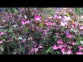 Flowering Cornus (Dogwoods); Four of the Best