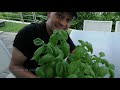 Basil what to do When you buy it how to have basil all summer how to transplant basil