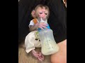 The little monkey always craves milk
