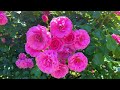 [Keisei Rose Garden] Beautiful roses in full bloom: a harmony of color and fragrance 2024