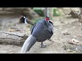 Chirping Birds 4K~ 11 Hour Bird Sounds Relaxation, Birds Singing, Soothing Nature Sounds Heal Stress