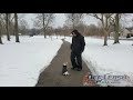 Dozer | 6 Month Old Jack Russell Terrier |  Off Leash Obedience | E-Collar Training