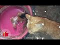 CUTE and FUNNY animals videos 2024funniest DOgs , CATS 2024😺 Cat Giving birth Cute Kittens 🐾 part 78