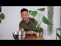 Propagating My Monstera Deliciosa | Houseplant Update Spring 2019