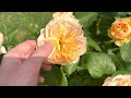 English Rose Garden Tour 2023 | First Flush - Part 1 - Shrubs - Ramblers - Climbers - Hybrid Teas