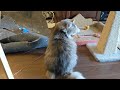 Siberian Cat discovers Yeowww! Banana Catnip!