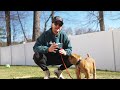 Puppy Training- The First Thing I Taught My New Puppy! 🐶 How To Train A Puppy Ep 1