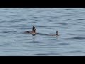 Hooded Merganser Family, Mud Lake