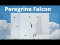 Falcon Identification - American Kestrel vs Merlin vs Peregrine Falcon