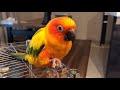 Sun Conure Singing | Parrot Sun Conure Playing | Sun Parakeet