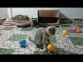 YOU LAUGH YOU LOSE😹Best Funny Animals Video 2024😻🐶Part 19