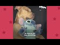 Is This A Pit Bull Or A Human? | The Dodo Pittie Nation