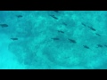 Mermaid Sighting in Hawaii - wait for it!