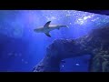Shark tank at Oniria aquarium Canet plage.  Very nice place to visit