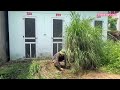 Clean and restore abandoned public toilets overgrown with weeds