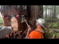 Felling a Redwood With a Traditional Humboldt/Gapped Face Cut
