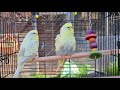 1 hour of Budgies - Beryl and Moon First Time Outside