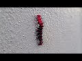 So I saw this caterpillar....