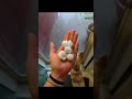 Calgary BOMBARDED by hail in flash storm !