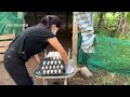 Process of Raising Millions of Ducks from Birth to Egg Laying - Poultry Farm