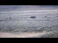 Yellowstone Grizzly and Bison