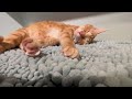 Cute kitty wakes up with a meow
