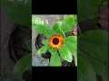 Calendula flower timelapse