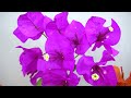 Method of grafting confetti using banana | Multi-colored bougainvillea by grafting