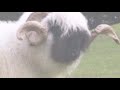 o bullying das ovelhas