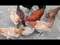 Merapikan Ekor Lidi Ayam Hias Import Aseel Parrot BLT | Ayam Hias #ayamhias #anakayam