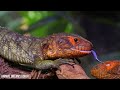 Amazon Jungle 8K ULTRA HD | Wild Animals of Amazon Rainforest | Nature Forest
