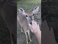 Feeding the neighbors