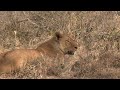 Lioness Hunts Warthog from it’s Burrow | Active Hunt Ep 98