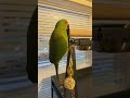 Tiki The Parrots 1st YouTube Live Fun!