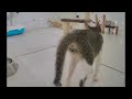 😍 So Funny! Funniest Cats and Dogs 2024 🐈 Funny Animal Moments 2024 😍