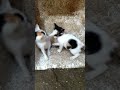 Sibling Kittens Are Wrestling 😺😺