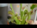 Fly Receives Death Blow in Venus Fly Trap