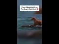 MOST UNBELIEVABLE ANIMAL MOMENTS CAUGHT ON CAMERA! #shorts