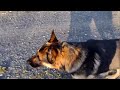 German Shepherd in the Czech Republic.