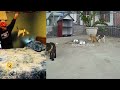 😹😹 Funniest Cats and Dogs 🐶❤️ New Funny Animals 2024 #10