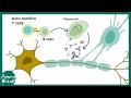 Neuroinflammation | Role of microglia in Neuroinflammation