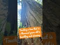 Old redwood tree and I connect