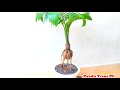 CAT BONSAI KELAPA AKAR GURITA. COCONUT BONSAI