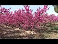 Plantación de arboles frutales en flor. Aragón. España 🇪🇦