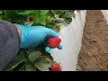 LIVE FROM THE FIELDS: Santa Maria, CA Strawberries
