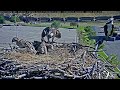Hellgate Ospreys | Both Osprey parents feeding two babies | July 9, 2024